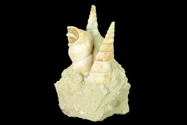 Fossil Gastropod (Haustator) Cluster - Damery, France #136004